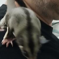 Petauro dello zucchero