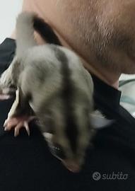 Petauro dello zucchero