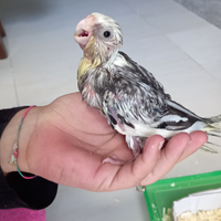 Pulli da allevare a mano Calopsite Faccia bianca