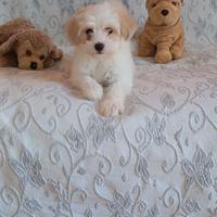 Maltipoo