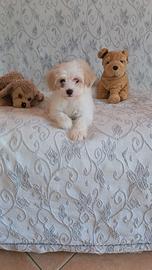 Maltipoo