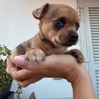 Cuccioli di chihuahua