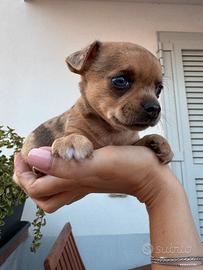 Cuccioli di chihuahua