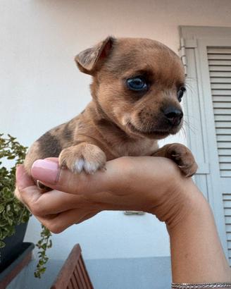 Cuccioli di chihuahua