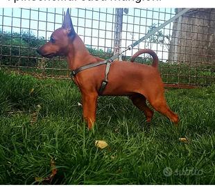 Pinscher 