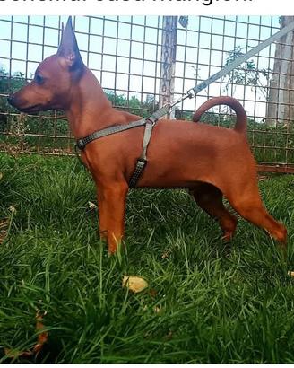 Pinscher 