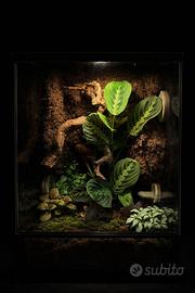 Terrari Naturalistici 30*30*45