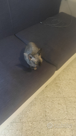 Gatta sphynx