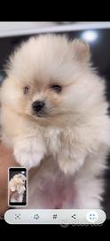 Cucciola spitz di pomerania
