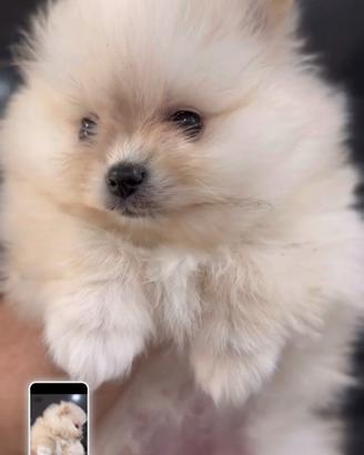 Cucciola spitz di pomerania