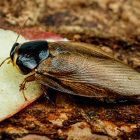 Pycnoscelus surinamensis, blatta partenogenetica