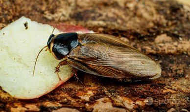 Pycnoscelus surinamensis, blatta partenogenetica