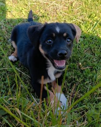 Cucciolo maschio