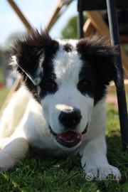 Cuccioli meticci taglia media