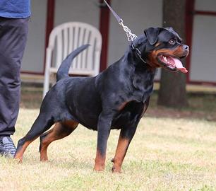 R*e*g*a*l*o femmina Rottweiler
