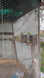 Pappagalli cocorite