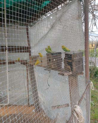 Pappagalli cocorite