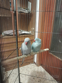 Parochetti del collare