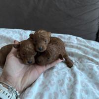 Cuccioli barboncino Toy fulvo /Red /albicocca