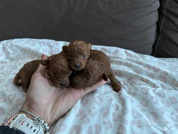 Cuccioli barboncino Toy fulvo /Red /albicocca