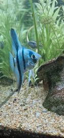 Pesce Scalare ciclide