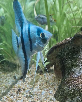 Pesce Scalare ciclide