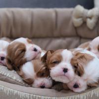 Cavalier King
