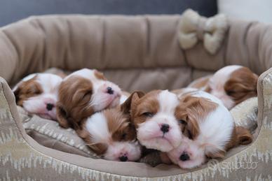 Cavalier King