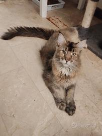 Allevamento autoriz Maine coon XXXL 10/03/2025