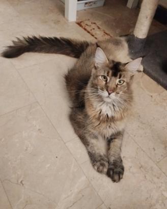 Allevamento autoriz Maine coon XXXL 10/03/2025