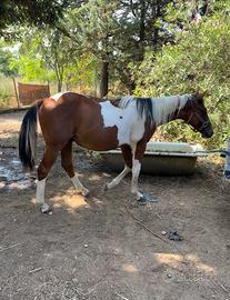 Puledro Paint