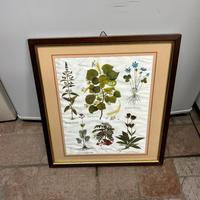 Set di 4 stampe botaniche