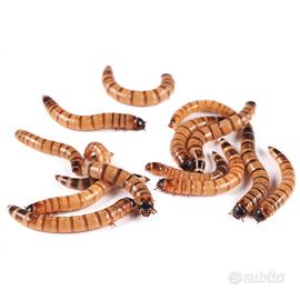 Zophobas morio