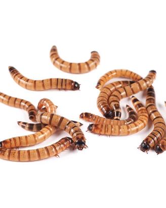 Zophobas morio