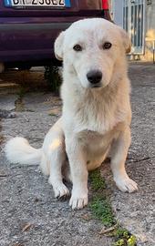 Orsetto, cagnolino taglia piccola ADOZIONE