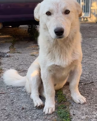 Orsetto, cagnolino taglia piccola ADOZIONE