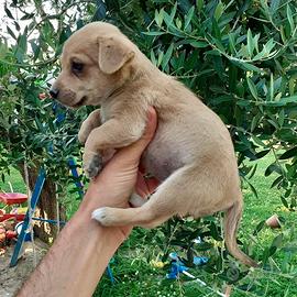 Pinscher e chihuahua