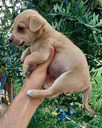 Pinscher e chihuahua