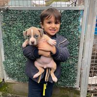 American pitbull terrier ukc