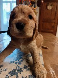 Cucciole cocker spaniel inglese originali