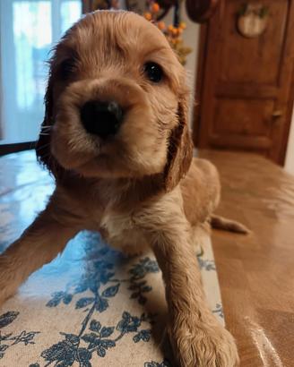 Cucciole cocker spaniel inglese originali
