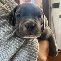 Cuccioli cane corso