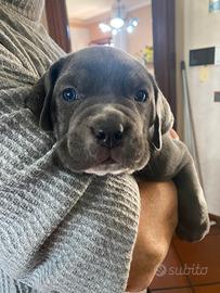 Cuccioli cane corso