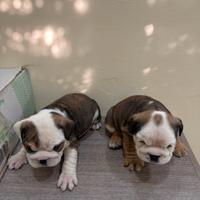 Cuccioli di Bulldog Inglese