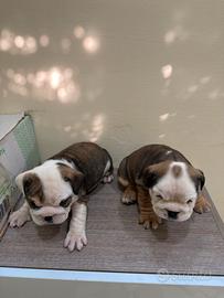 Cuccioli di Bulldog Inglese