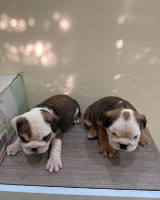 Cuccioli di Bulldog Inglese