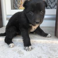 Cuccioli Meticci Pastore Belga-Border Collie