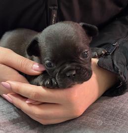 Ultimi cuccioli bulldog francese