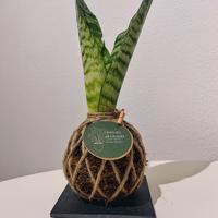 🪴 Kokedama  Sanseveria
