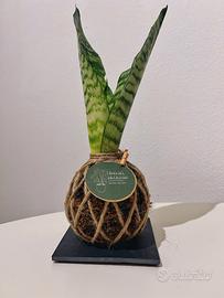 🪴 Kokedama  Sanseveria